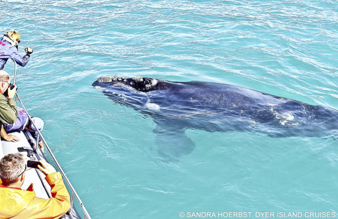 Photo credit: Sandra Hoerbst ? Dyer Island Cruises