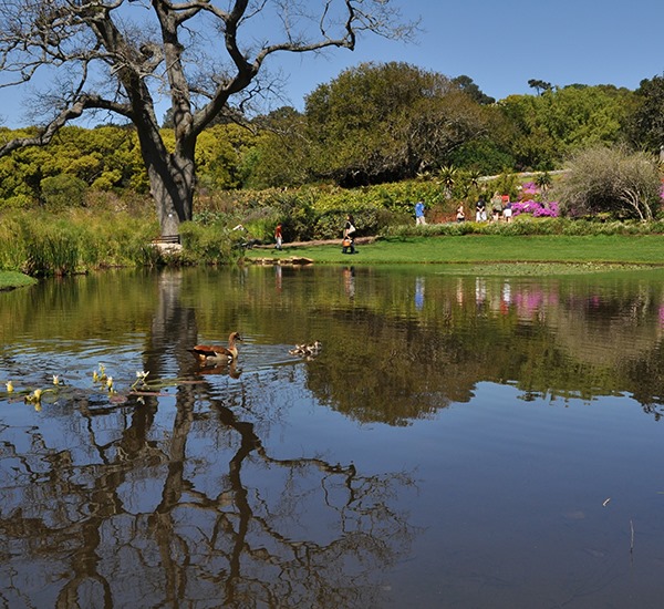 Kirstenbosch Botanical Gardens