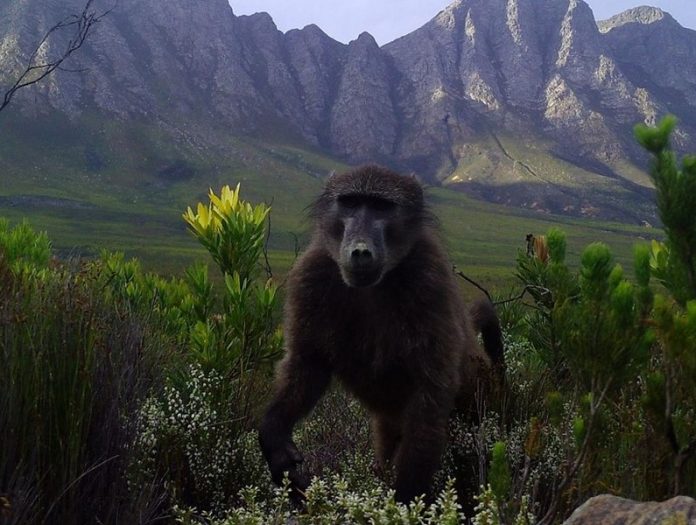 Chacma baboon