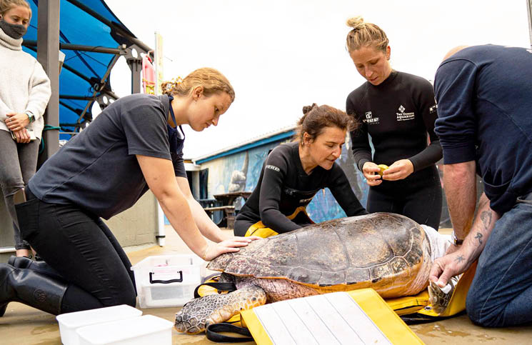 loggerhead turtle 