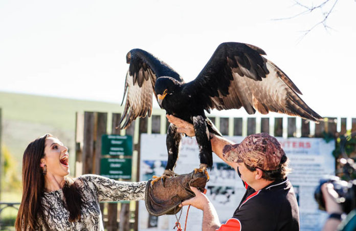 Eagle Encounters