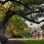 camphor trees in front of homestead