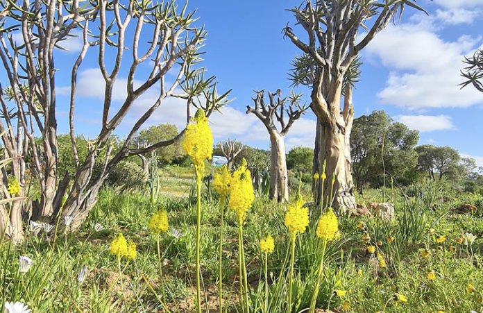 Clanwilliam Wildflower Show