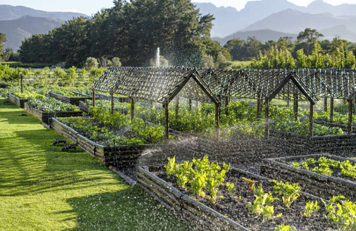 Stellenbosch in full bloom