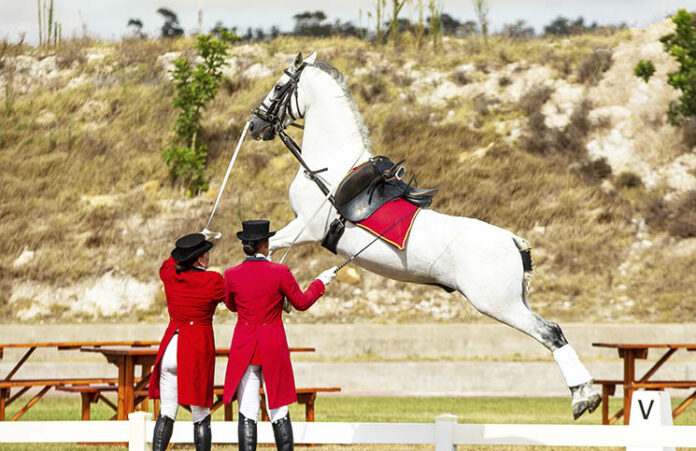 Lipizzaner horse