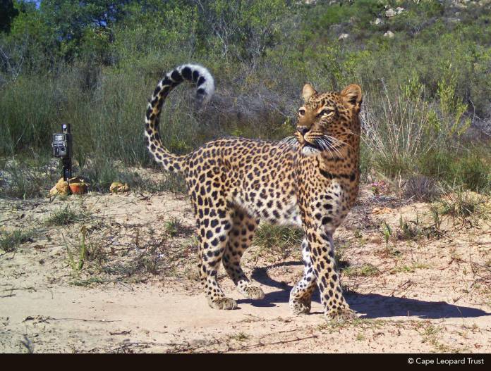 CLT-camera trap trap image-3 (Copy)