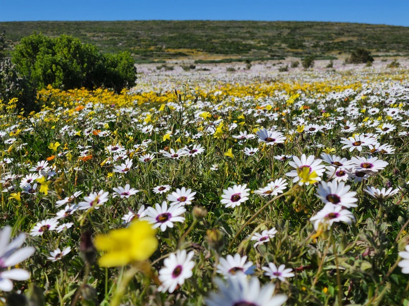 West Coast National Park Flower Season Kicks Off