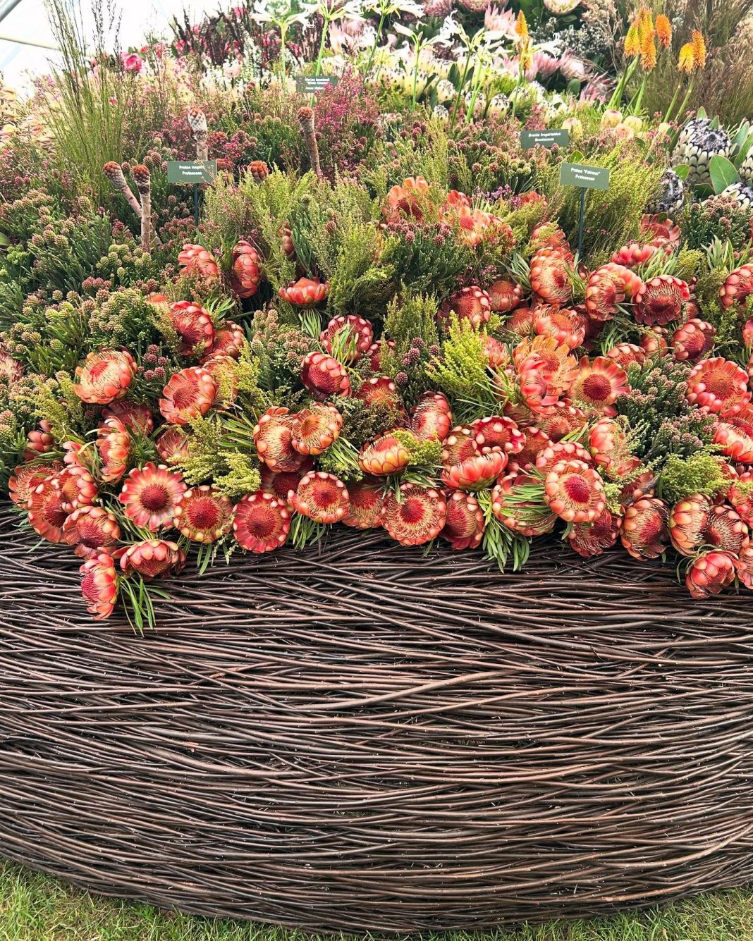 South Africa’s Floral Kingdom Shines at Chelsea Flower Show 2025