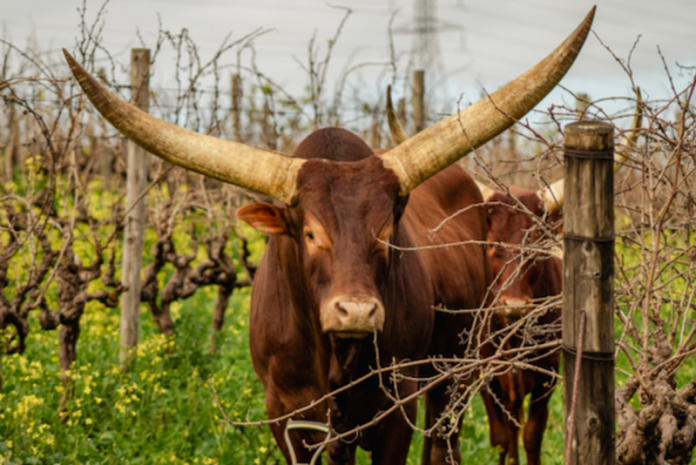 Ankole cattle (Copy)