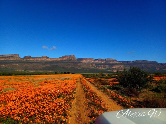 514267141_1276449094484522_6031347630363184915_n Western Cape