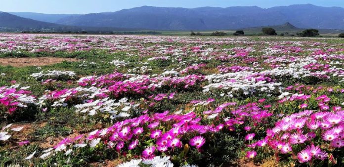 Flowers in Bergrivier 2 (Copy) Bergrivier Tourism