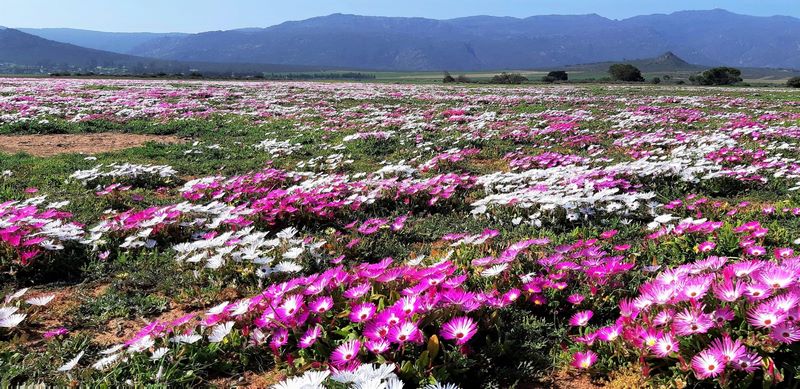 Bergrivier Tourism Showcases the Heart of Flower Season