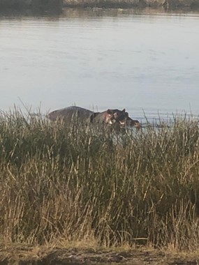 Hippo 4