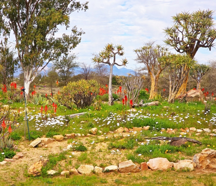 516610789_1177275034438510_8850413407640027315_n (Copy) Clanwilliam