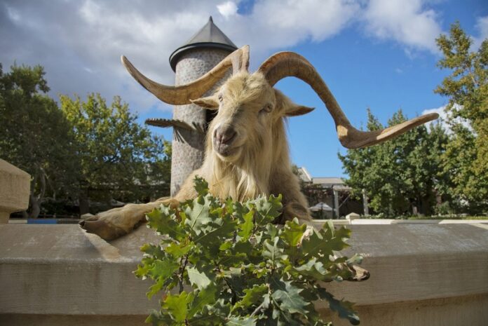 The Goatfather welcoming visitors to Fairview (Copy)