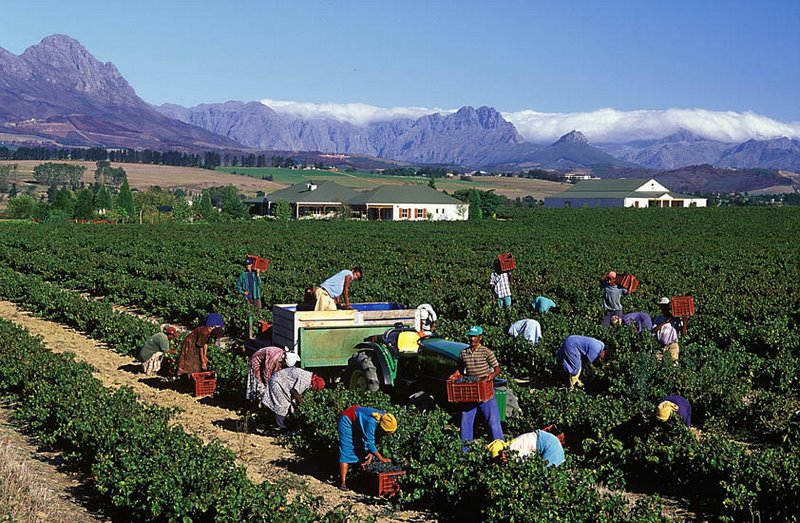 South African Wine Looks Ahead to 2026 With Confidence and Purpose