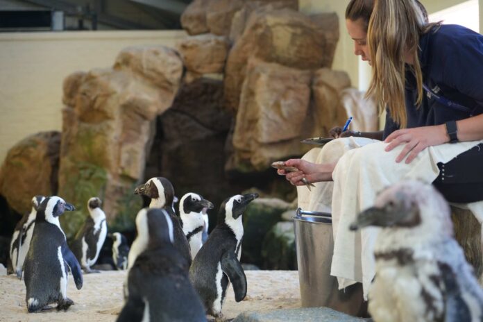308d535a-f227-4227-8af0-c80758df9743 Two Oceans Aquarium