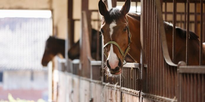 guide-to-equestrian-property (Copy) South African Horses: