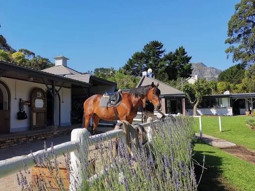 South African Horses:
