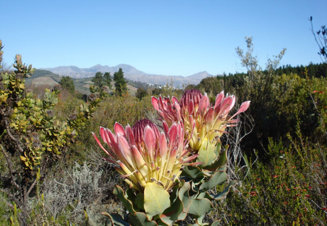 Cape nature CapeNature